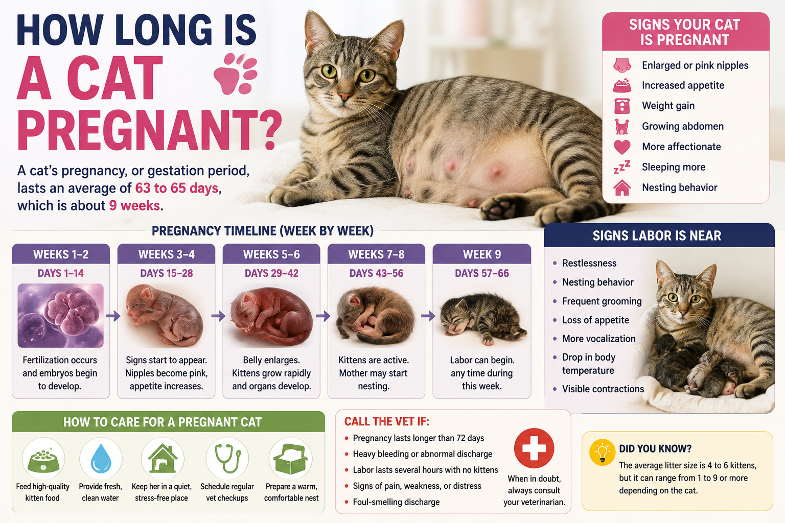 How Long Is a Cat Pregnant? A Complete Guide to Feline Pregnancy Week by Week